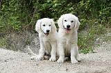 GOLDEN RETRIEVER 765